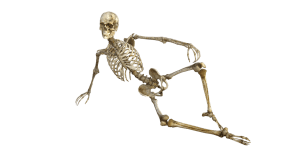 Skeleton