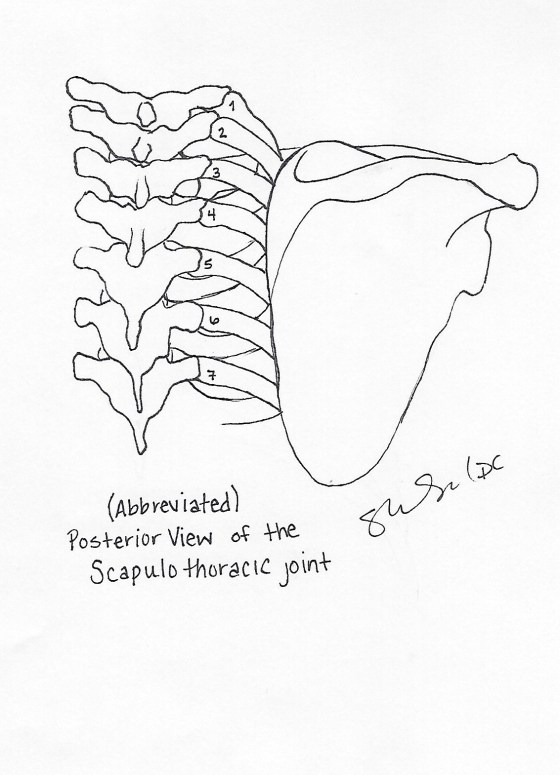 Posterior Scapulothoracic view